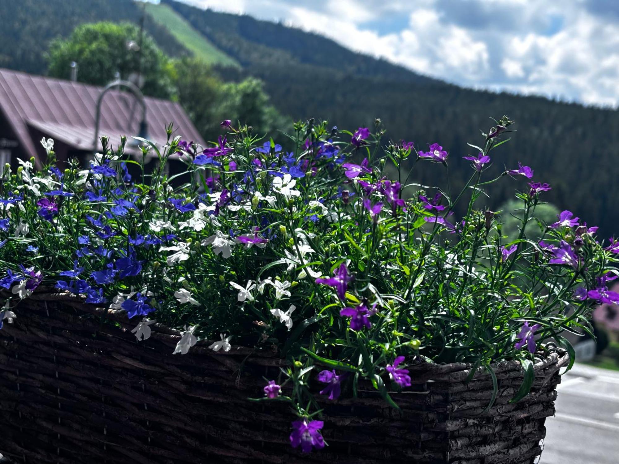 Penzion Verde Rosa Harrachov Exteriör bild